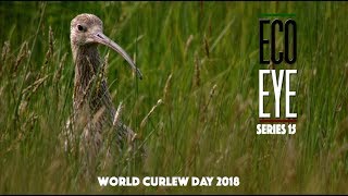 The Curlews Last Call  (Plight of the Curlew) EE15 EP2 MQDEFAULT Thumbnail