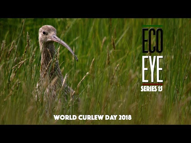 The Curlews Last Call  (Plight of the Curlew) EE15 EP2 SDDEFAULT Thumbnail