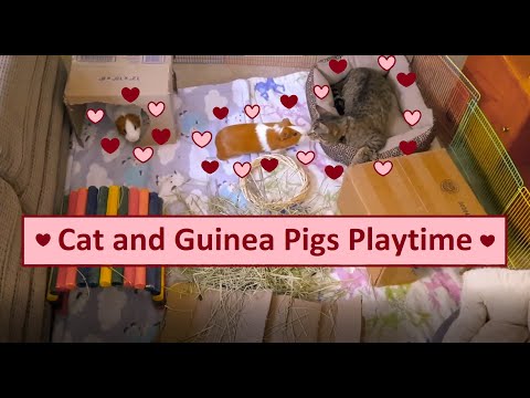 Pet Cam! Cats and Guinea Pigs Playtime