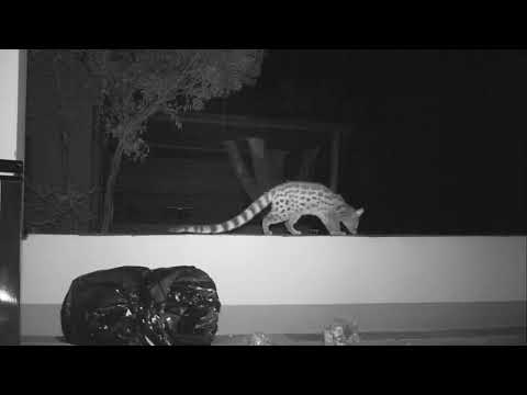 🐾🇿🇦HONEY BADGER AND GENET RAID MY HUT_KRUGER NATIIONAL PARK