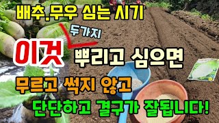 김장배추.무우심는시기 밑거름으로 두가지 뿌리고 심으셔야 속이 무르고 썩지 않고 단단해지고 결구가 잘됩니다 배…