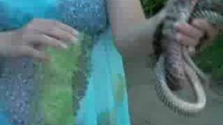 Coachwhips don't bite