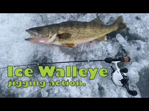 Early season Ice Walleye Outing