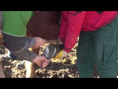 Kako potkovati konja?  - Zlatno klasje #244