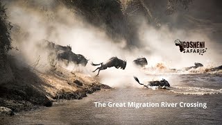 Raw video of the Great Migration River Crossing