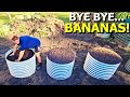 DON T Grow BANANA Plants Until You WATCH THIS