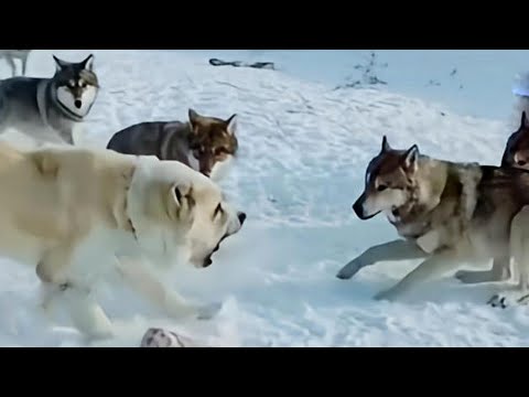 Alabai dog vs 5 Wolves | 1 Alabai Fights Against 5 Wolves