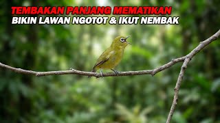 Download lagu PANCINGAN PLECI NEMBAK PANJANG SPEED RAPAT, WIT WIT WIT CERRR MEMATIKAN mp3