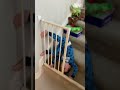 He Deserves An Extra Present 12DaysofLols Funny Holiday Christmas Fall Fail Afv