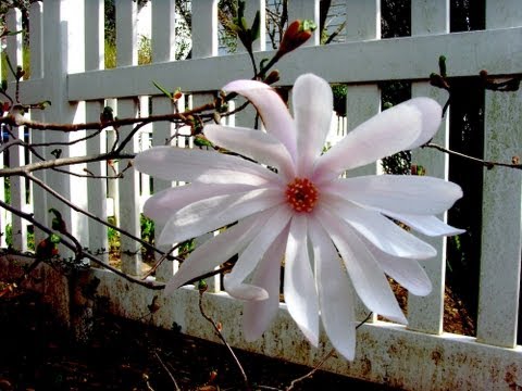"How to grow Star Magnolia" Gardening 101 by Dr. Greenthumb