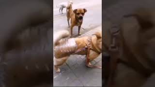 Download lagu Tip supaya anjing tidak kawin mp3 Download lagu Tip supaya anjing tidak kawin mp3