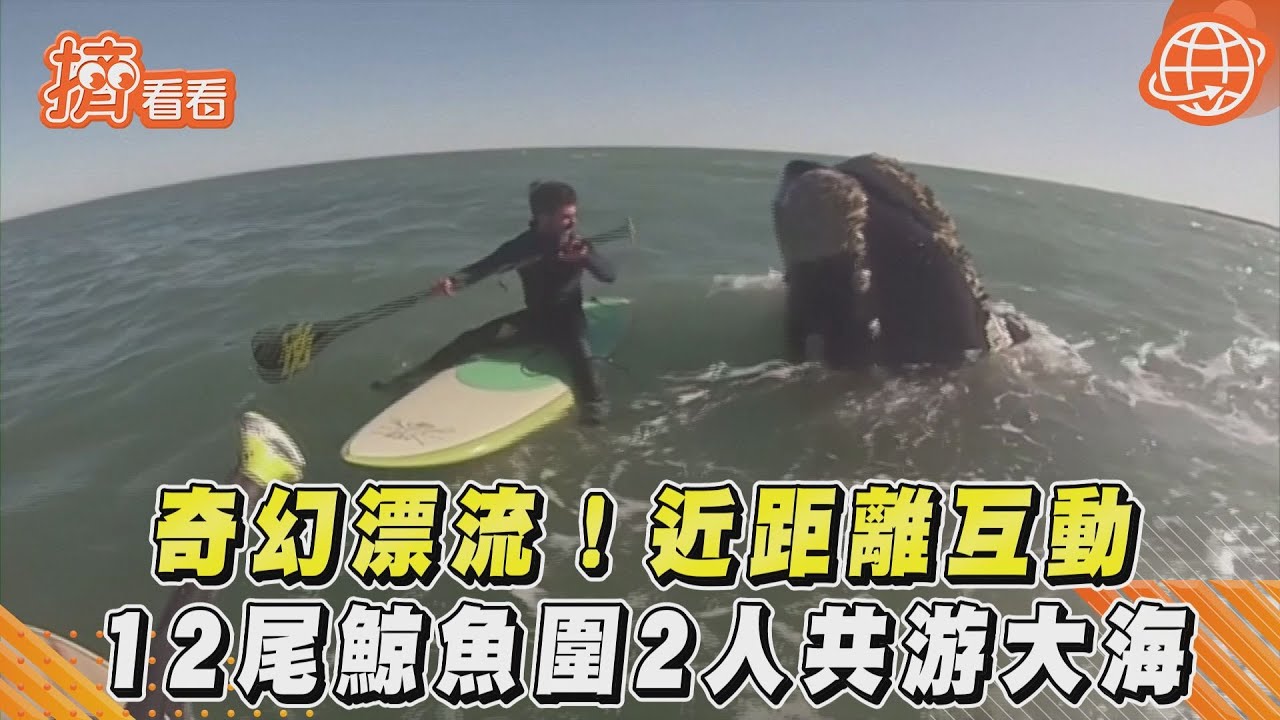 超壯觀!12尾鯨魚圍2人共游大海 奇幻畫面曝光