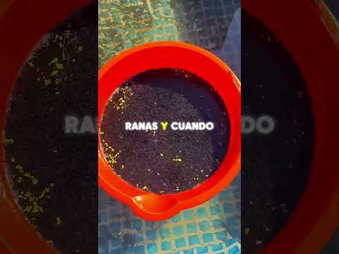 Salvó unos renacuajos… años después ocurrió algo que nadie esperaba 🐸😳