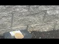 Ants Coming from the Mulch Beds in Hightstown, NJ