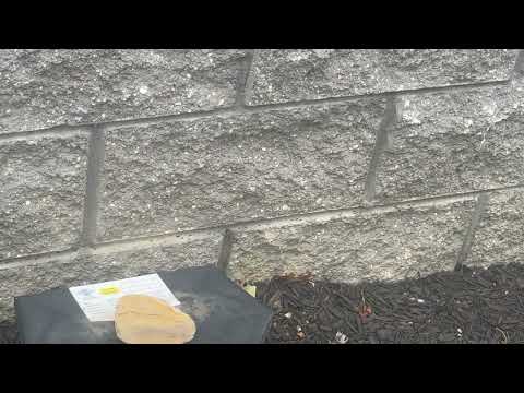 Ants Coming from the Mulch Beds in Hightstown, NJ