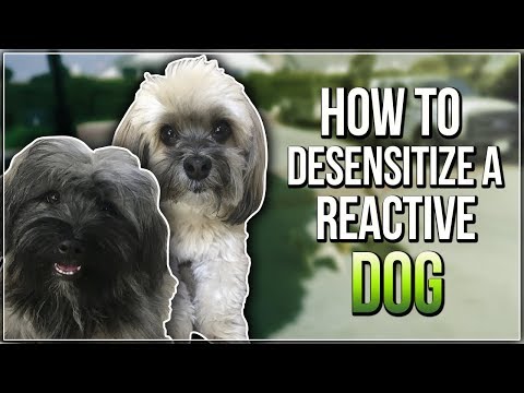 HOW TO DESENSITIZE A REACTIVE DOG