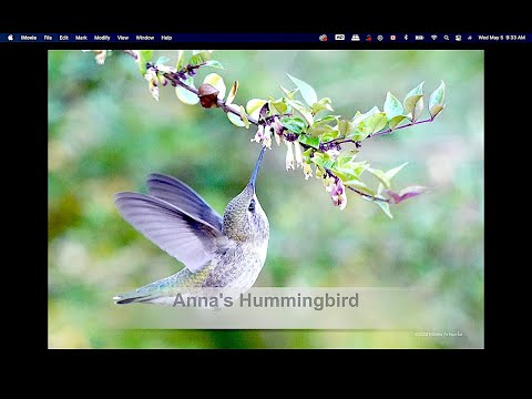 *ANNA'S HUMMINGBIRD " HOVERING " 2021 #0505