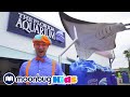 Blippi Visits An Aquarium Sing With Blippi Blippi Kids Songs Moonbug Kids