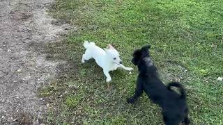 Video preview image #1 Mutt Puppy For Sale in Arcadia, FL, USA