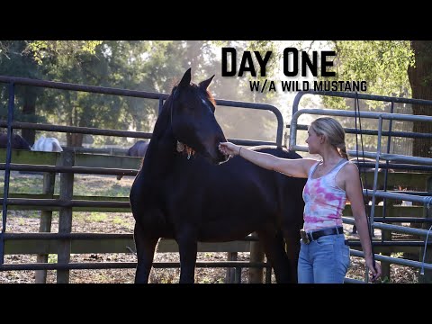 Day One with a Wild Mustang | Buffalo Hills 2024