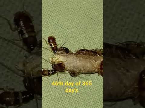 #music #coversong #food #lifeisbutadream #nature #song #indiansong