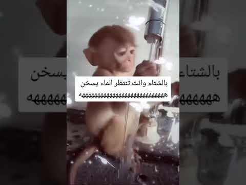 هههههههعههه