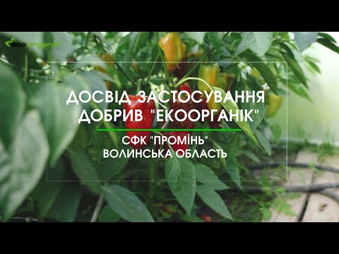 Experience in the use of fertilizers on pepper from LLC 