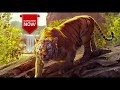 The Tiger Hunt Sher Marna Ft Jungle Book Latest Punjabi Song 2017