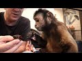 Monkey Boo Eats Mushrooms For The First Time