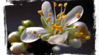 Jewel - Angel standing by