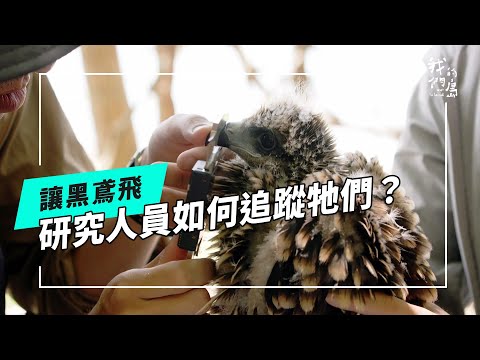 讓黑鳶飛｜透過研究理解老鷹的危機與需求 | 我們的島