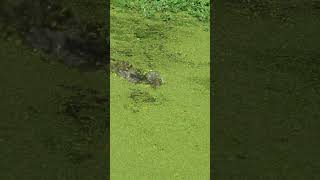 Download lagu Ikan Gabus Besar Menabrak Bak Roket! mp3 Download lagu Ikan Gabus Besar Menabrak Bak Roket! mp3