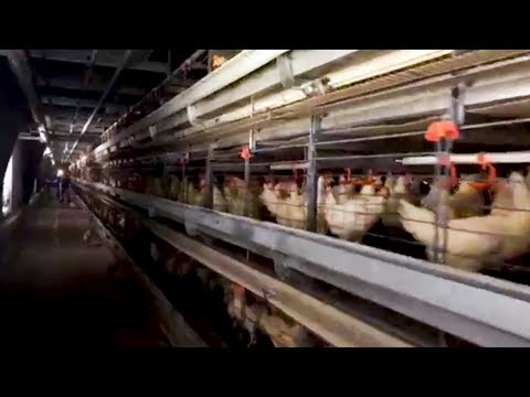 39 Arrested Protesting Industrial Farm Supplying So-Called “Cage-Free” Eggs to Amazon & Whole Foods