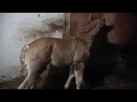 Manzul Bruno Junior | Ziua a 9-a si-a 10-a | Floresti, Cluj 2017