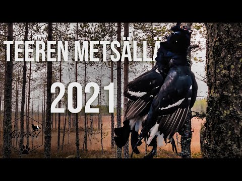 Black grouse hunting in Finland │ 4K