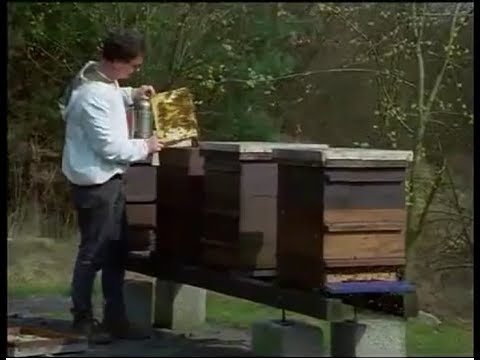 , title : 'Selekcja pszczoły miodnej'