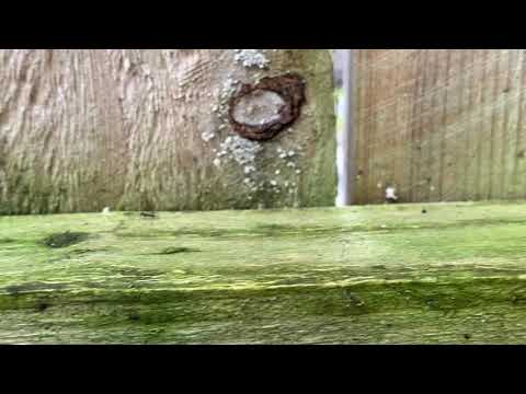 Ant Highway on the Fence Rails in Freehold, NJ