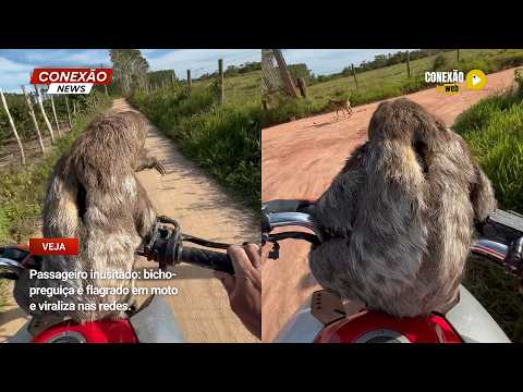 Vídeo: Passageiro inusitado: bicho-preguiça é flagrado em moto e viraliza nas redes.