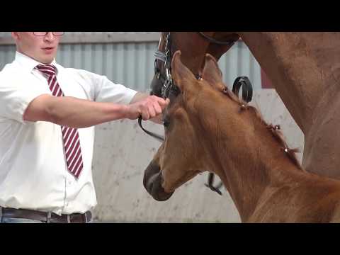 Oldenburger Stutfohlen vom For Romance I