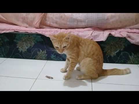 Selena caught lizard and ate him