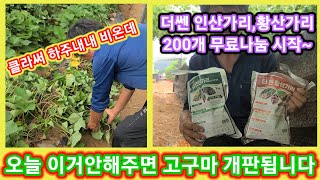 고구마 줄기억제는 이렇게 하는겁니다 고구마 줄기억제제 200개 무료나눔 고구마농사 농부  귀농귀촌 주말농장 …