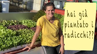 RADICCHIO e CICORIA - orto invernale