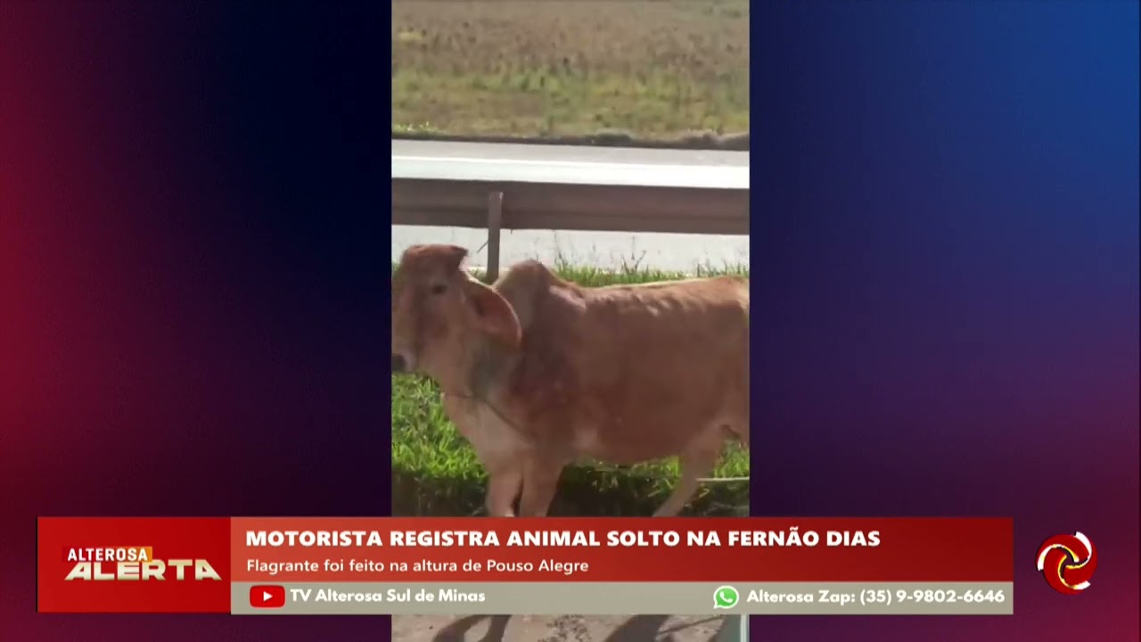 Motorista flagra animal solto na pista em Pouso Alegre