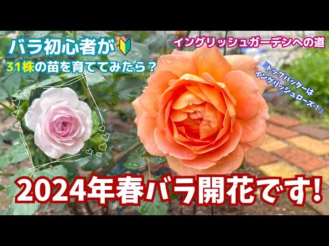 画像:ノクティリアン ミニロゴ.JPG