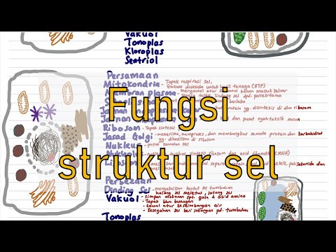 Fungsi struktur sel | Biologi T4