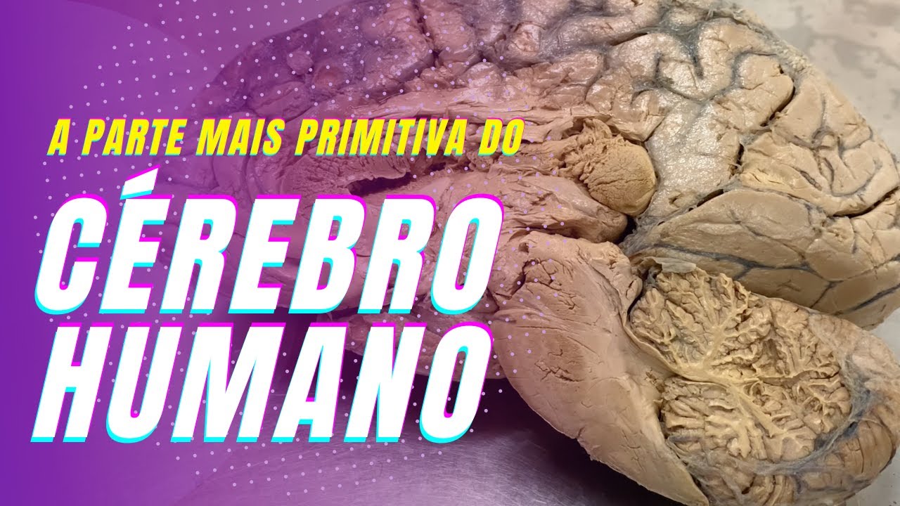 Conheça a parte mais primitiva do cérebro humano!