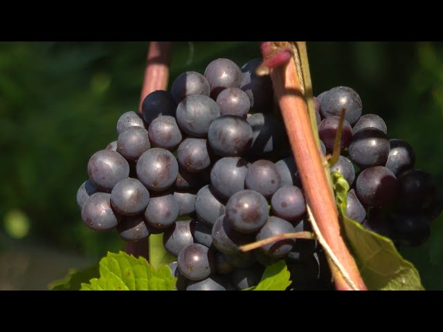Телепроект «Урожай». Виноградное чудо