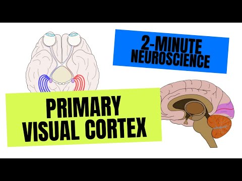 2-Minute Neuroscience: Primary Visual Cortex