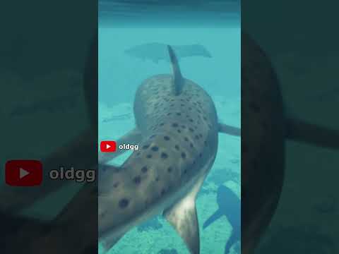 Megalodon VS Crocodile Purussaurus