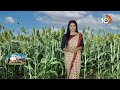 అధిక దిగుబడినిచ్చే నూతన జొన్న రకాలు | High yielding new sorghum varieties | 10tv Agri - Video
